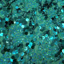 Fame Stretch Mesh Sequin Fabric | Blue Moon Fabrics